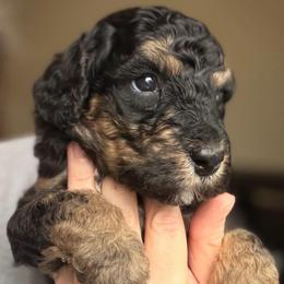 Macchiato - Tri-color male Bernedoodle puppy in Toledo, Ohio from Avery Doodle Day LLC