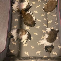 Bulldog, Poodle, and Shih Tzu Puppies from Shih_doodle_Co