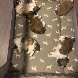 Bulldog, Poodle, and Shih Tzu Puppies from Shih_doodle_Co