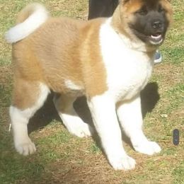 Akita Puppies from Magnolia Akitas