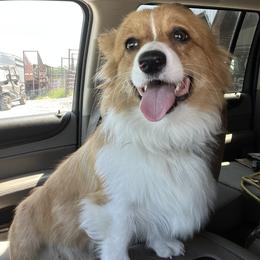 Pembroke Welsh Corgi Puppies from Trowbridge Corgis