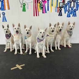 German Shepherd puppies from Paws Inn Kennel