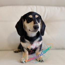 Moonlight - Black and cream female Dachshund puppy in Peyton, Colorado from Dachshund Universe