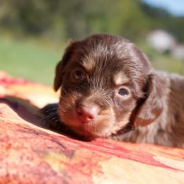 Sylvester - Chocolate and tan male Dachshund puppy in Peebles, Ohio from Cave Valley Hounds