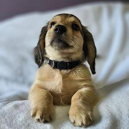 Shaded Cream Boy (Black) - Cream male Dachshund puppy in Parkersburg, West Virginia from Bourbon Barrel Ridge Doxies