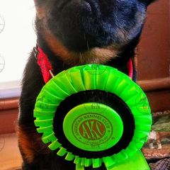 Boxers and Brussels Griffons from GN Canine Crew
