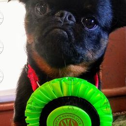 Boxers and Brussels Griffons from GN Canine Crew