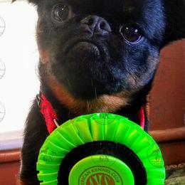Boxers and Brussels Griffons from GN Canine Crew
