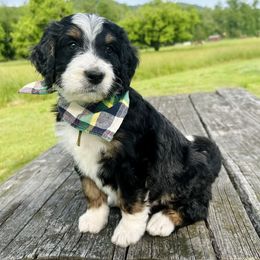 Stokes - Tri-color male Bernedoodle puppy in Ferguson, North Carolina from Elevated Standards NC