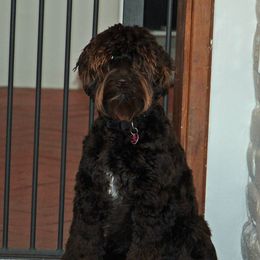Coco - Australian Labradoodle