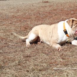 Alapaha Blue Blood Bulldog All Grown Up from Chop Top Alapahas
