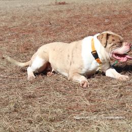 Alapaha Blue Blood Bulldog All Grown Up from Chop Top Alapahas