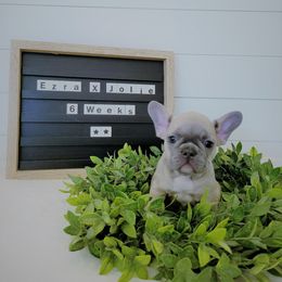 French Bulldog Puppies from Haas Frenchies LLC