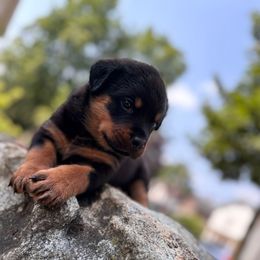 G4 (Orange collar) - Black and mahogany female Rottweiler puppy in Grand Rapids, Michigan from Rott-Squad Kennels