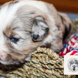 Lewis - Blue merle male Miniature Australian Shepherd puppy in Oakland, Maryland from Yarborough Kennels