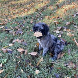 Goldendoodle and Poodle Puppies from Hey Doodle Doodle