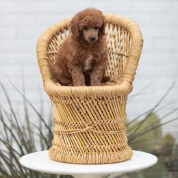 Poodle Puppies from Cityscape Moyen Poodles