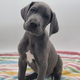 Pearl - Blue female Great Dane puppy in Kannapolis, North Carolina from Carolina Great Danes & Toy Poodles