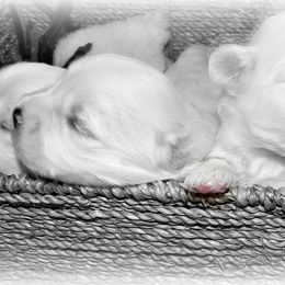 Coton de Tulear Puppies from Shiloh Cotons