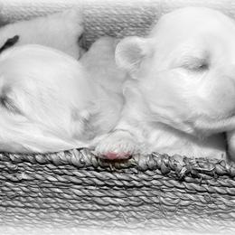 Coton de Tulear Puppies from Shiloh Cotons