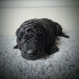 Chow Chow and Poodle Puppies from Pandora