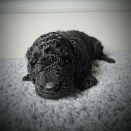 Chow Chow and Poodle Puppies from Pandora