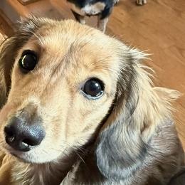 Dachshunds from Meg’s Mini Doxies