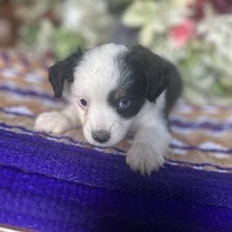 Finn - Black tri male Toy Australian Shepherd puppy in Needham, Indiana from Tiny Toy Aussies