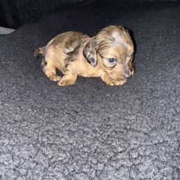 Dachshund puppies from It’s just a wiener dachshund