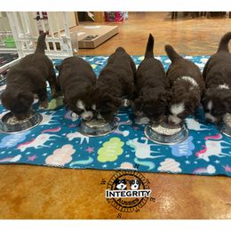 Australian Shepherd and Miniature Australian Shepherd Puppies from Integrity Aussies Tx