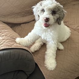 Aussiedoodle, Bordoodle, and Goldendoodle Puppies from Calena’s Doodles