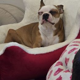 Iris - Seal and white female Boston Terrier puppy in Gibson City, Illinois from Quinn's Kennels