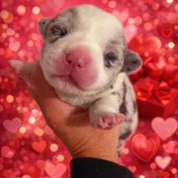 Rocker - Blue merle and white male Cardigan Welsh Corgi puppy in Kerens, West Virginia from Leather & Lace