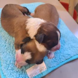 English Shepherd Puppies from Flashbar Farm English Shepherds