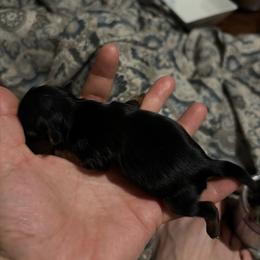 Very Tiny male - Black and tan male Yorkshire Terrier puppy in Riverside, California from Playful teacups Yorkshire
