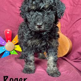 Boy 2 - Tri-color male Bernedoodle puppy in Spring Valley, Wisconsin from Filipiak Breeders