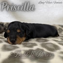 Priscilla AKC LONG HAIR - Black and tan female Dachshund puppy in Alto, Texas from Double W Doxies