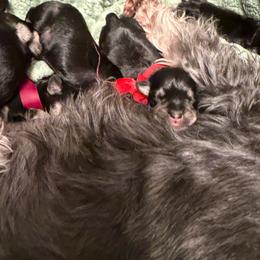 Leia - Black and silver female Miniature Schnauzer puppy in Akron, Ohio from Green Family Companion Kennel, LLC