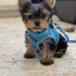 Yorkshire Terrier puppies from Yorkies Boutique