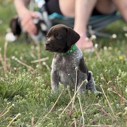 Boy 4 - Liver and white male German Shorthaired Pointer puppy in Laurel, Montana from Upland Points Gun Dogs