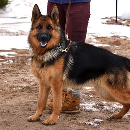 Madina - German Shepherd
