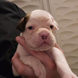 Gracie - White female Boxer puppy in East Moline, Illinois from WildRiver Boxers