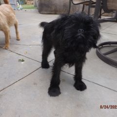 Brussels Griffon Puppies from ET's BG's!