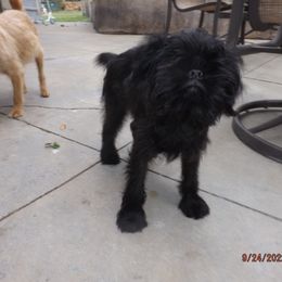 Brussels Griffon Puppies from ET's BG's!