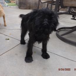 Brussels Griffon Puppies from ET's BG's!