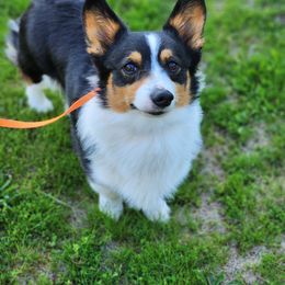 Buster - Pembroke Welsh Corgi