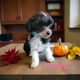 Prada - Black and white female Chinese Crested puppy in Woodland Park, Colorado from Feathers End Kennels