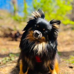 Cambria - Pomeranian