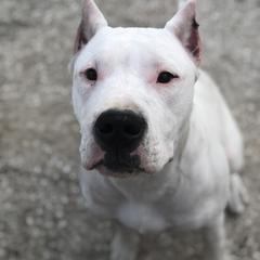 Dogo Argentino and Greyhound Puppies from Wayward Dogos and Hounds