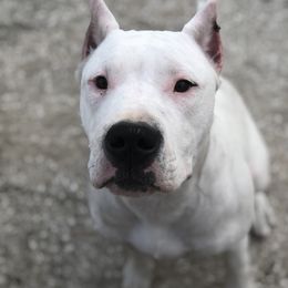 Dogo Argentino and Greyhound Puppies from Wayward Dogos and Hounds